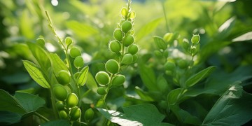 翠绿的毛豆是哪首歌？