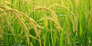 米有米有出自哪首歌？