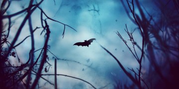 天上有只蝙蝠出自哪首歌?