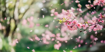 桃李纷飞梨花笑出自哪首歌？
