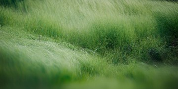 草地上高手过招出自哪首歌？