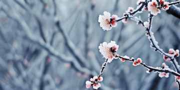 冬天的梅花究竟是哪首歌？