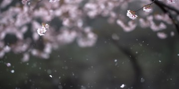 再也不期待谁了出自哪首歌？