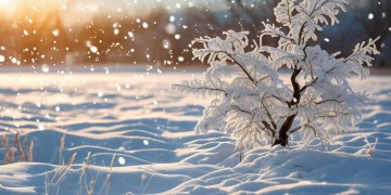 不惜风雪出自哪首歌？