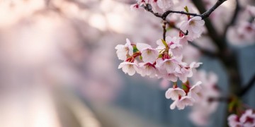 余生不碰爱情这句歌词出自哪首歌？