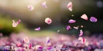 花开花落出自哪首歌？