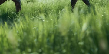 草地上高手过招出自哪首歌？