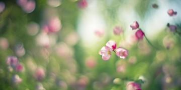 轻声君安花不急究竟出自哪首歌？