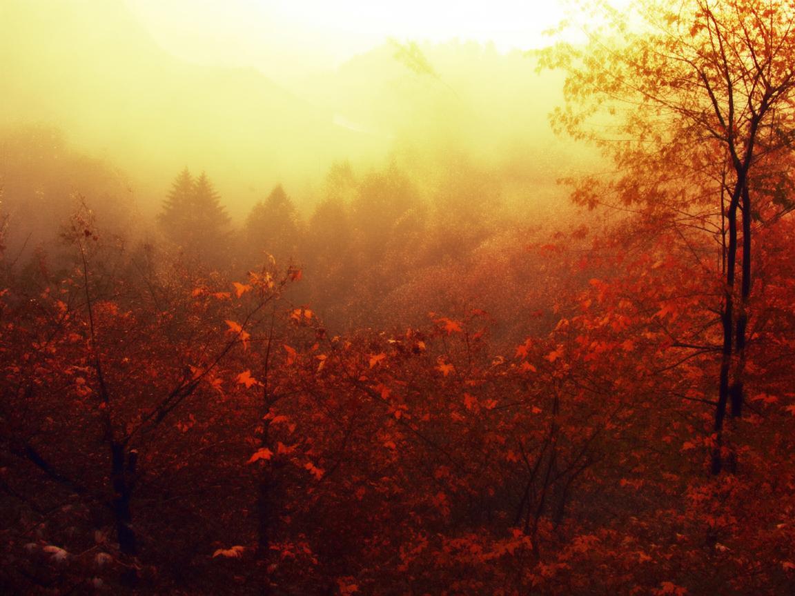 醉了三秋这句歌词出自哪首歌？